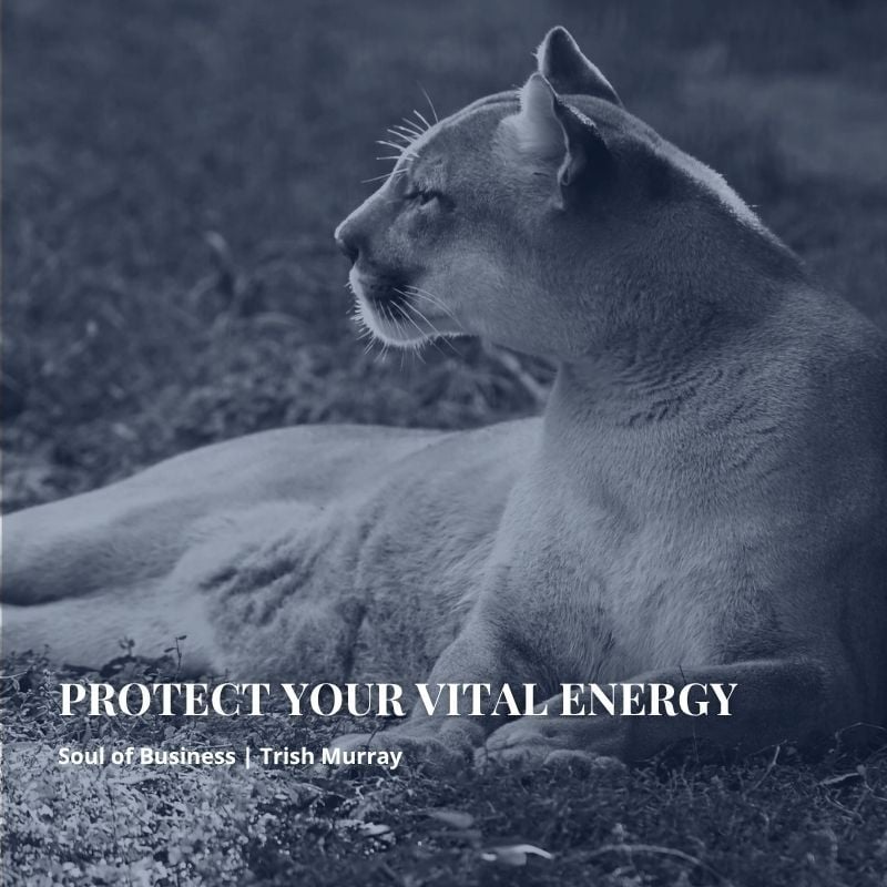 COUGAR_VITAL ENERGY_YOU HAVE ONE JOB-CONFIDENCE COUGAR_VITAL ENERGY_YOU HAVE ONE JOB-CONFIDENCE